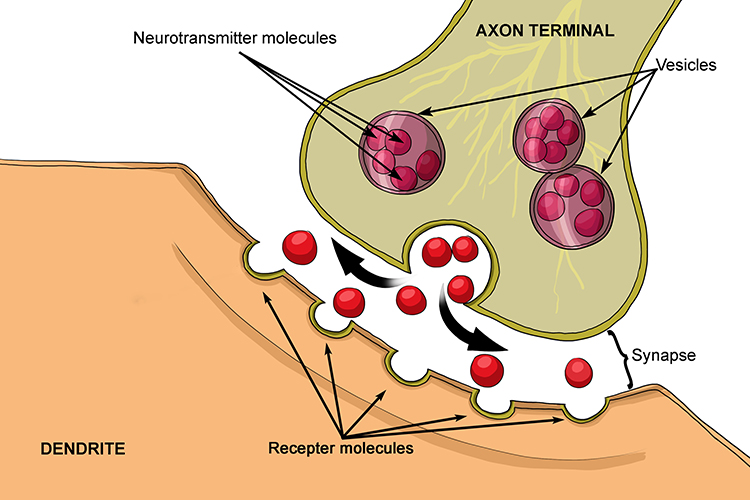 Diagram showing the transmission of signals across the synapse gap